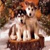 Christmas Dogs Sliding