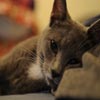 Cat Lying Down Sliding