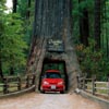 Chandelier Tree