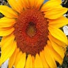 Four Seasons: Summer